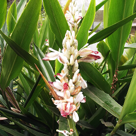 Корень галангал (Alpinia Officinarum)